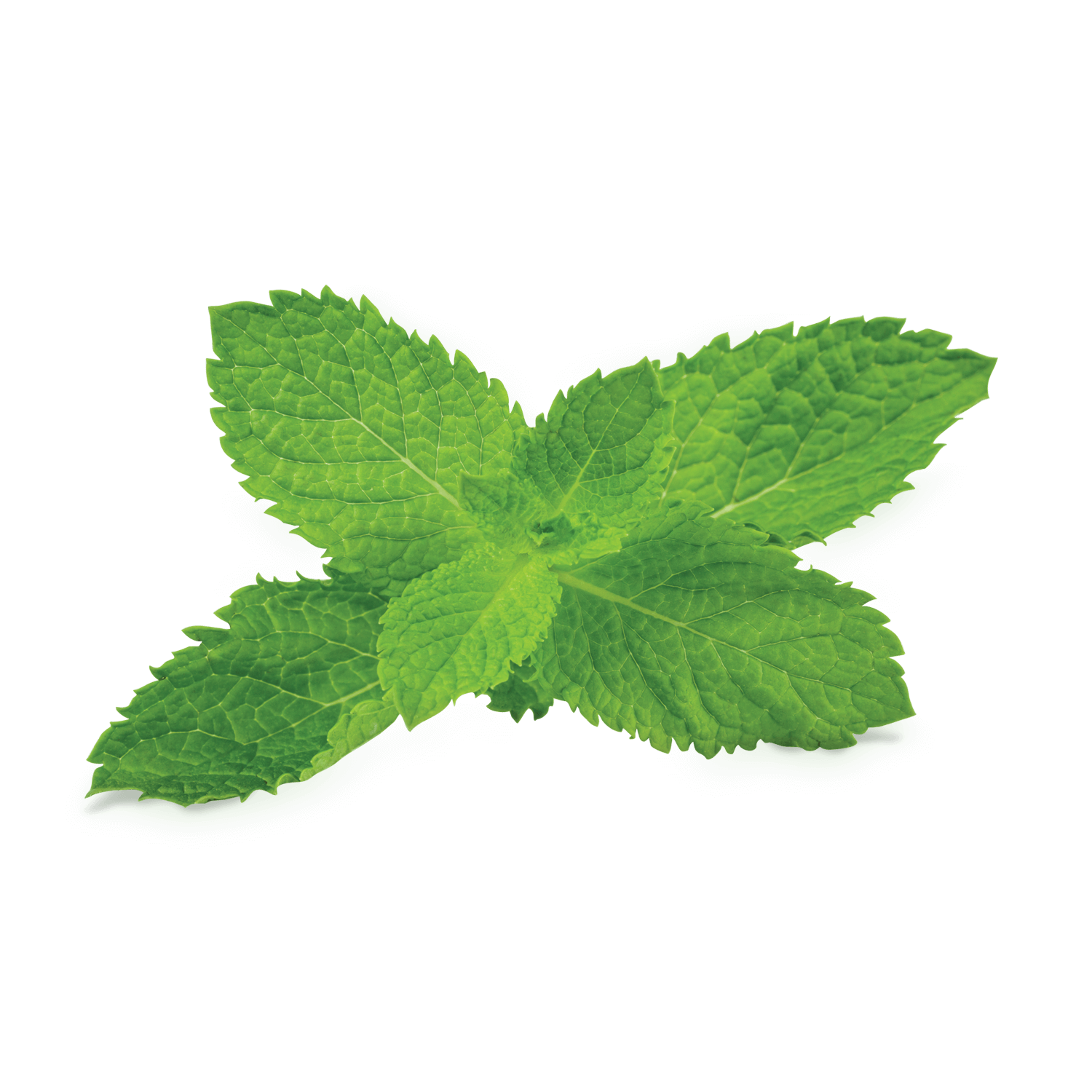 Fresh Mint Leaves Isolated PNG image