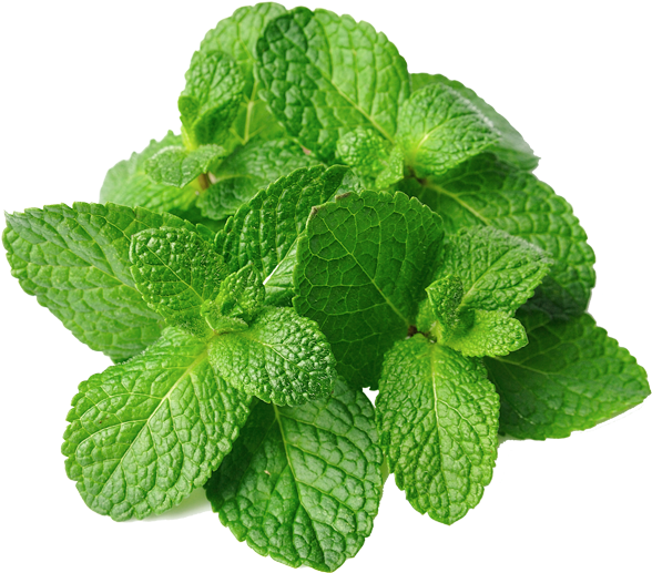 Fresh Mint Leaves Isolated.png PNG image