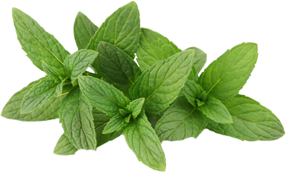 Fresh Mint Leaves Isolated.png PNG image