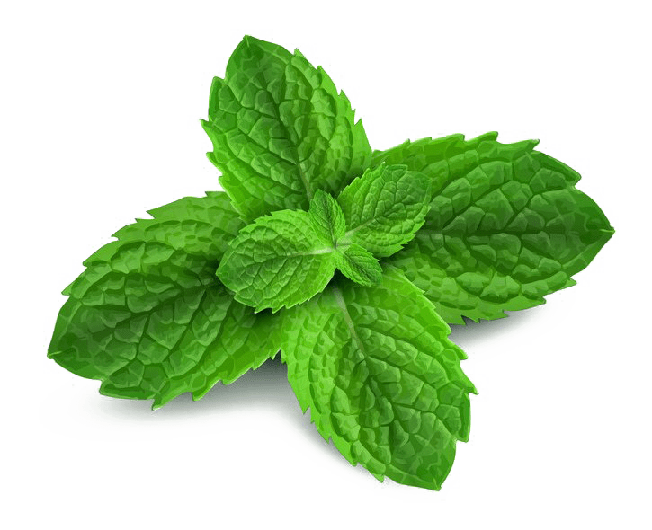 Fresh Mint Leaves Isolated PNG image