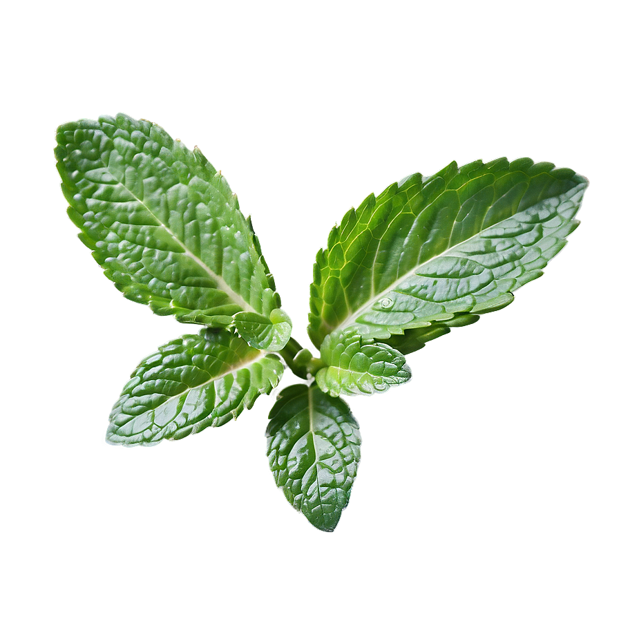 Fresh Mint Leaves Png 95 PNG image