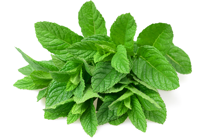 Fresh Mint Leaves.png PNG image