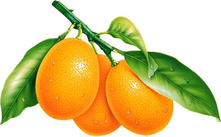 Fresh Orangeson Branch PNG image