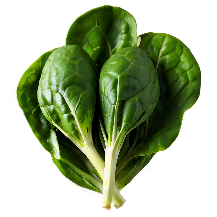 Fresh Organic Spinach Bunch Png 47 PNG image