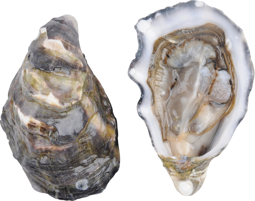 Fresh Oyster Open Closed Shell PNG image
