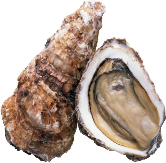 Fresh Oyster Open Shell PNG image
