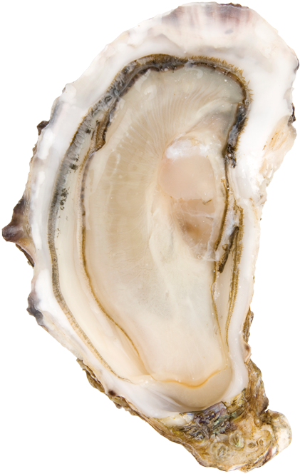 Fresh Oysteron Shell PNG image