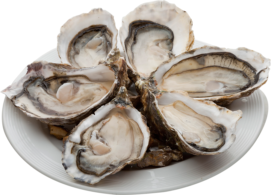 Fresh Oysterson Plate PNG image