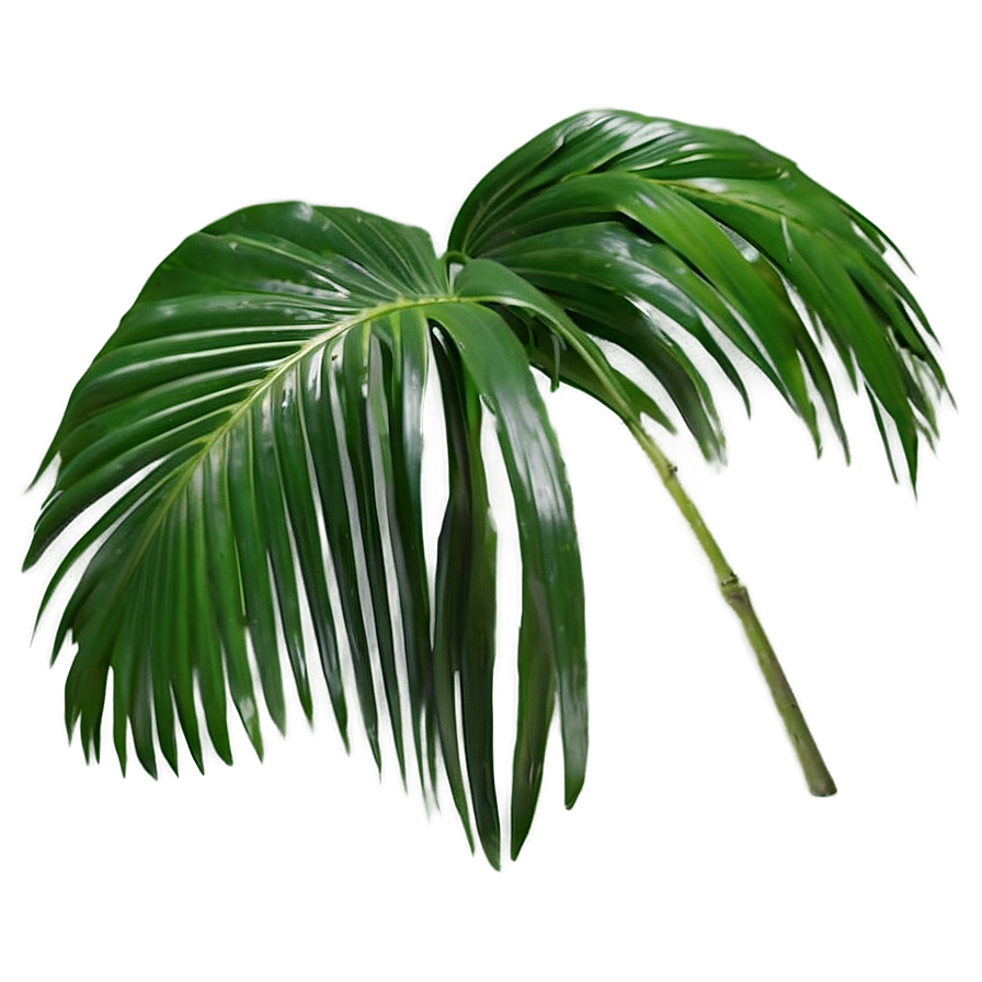 Fresh Palm Leaves Png 05252024 PNG image