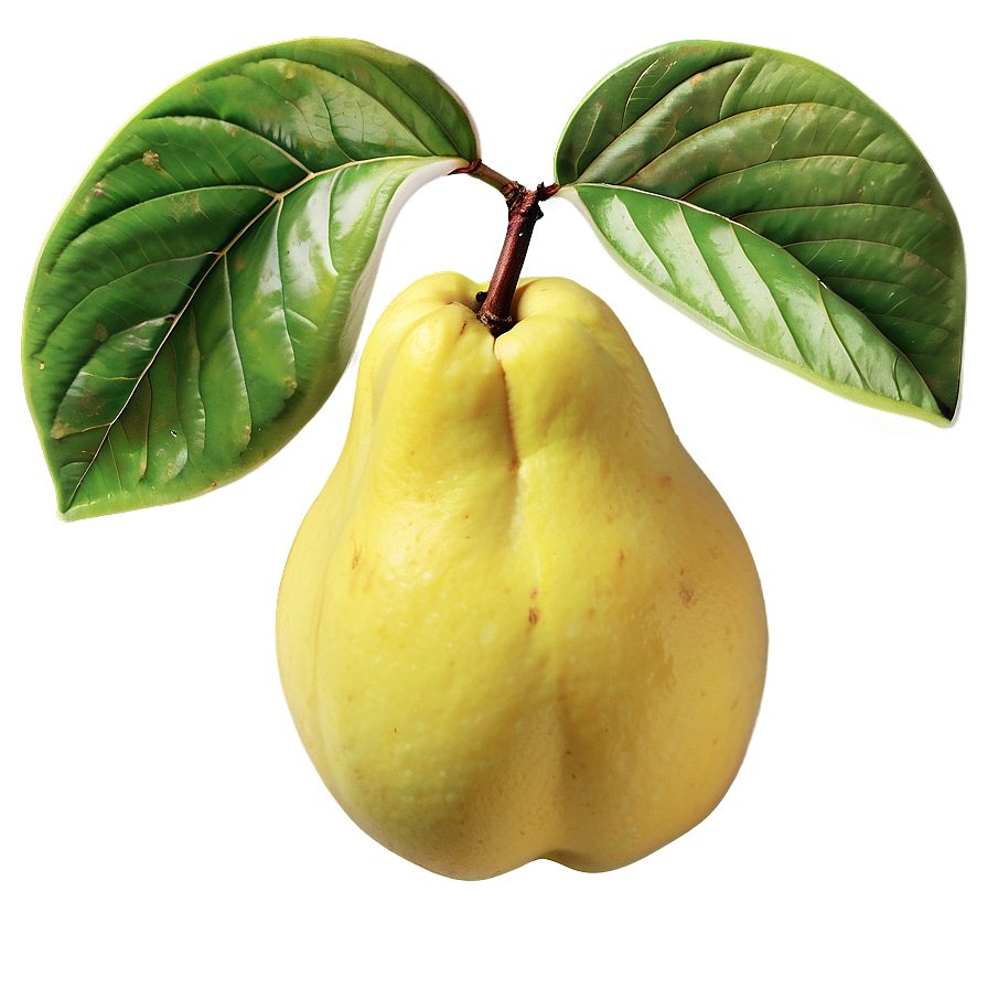 Fresh Quince Illustration Png 44 PNG image