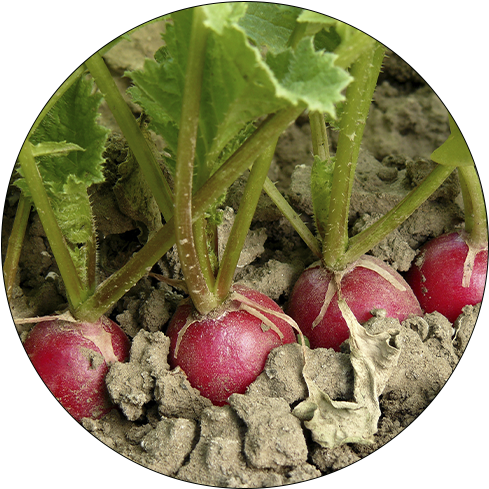 Fresh Radishesin Soil PNG image