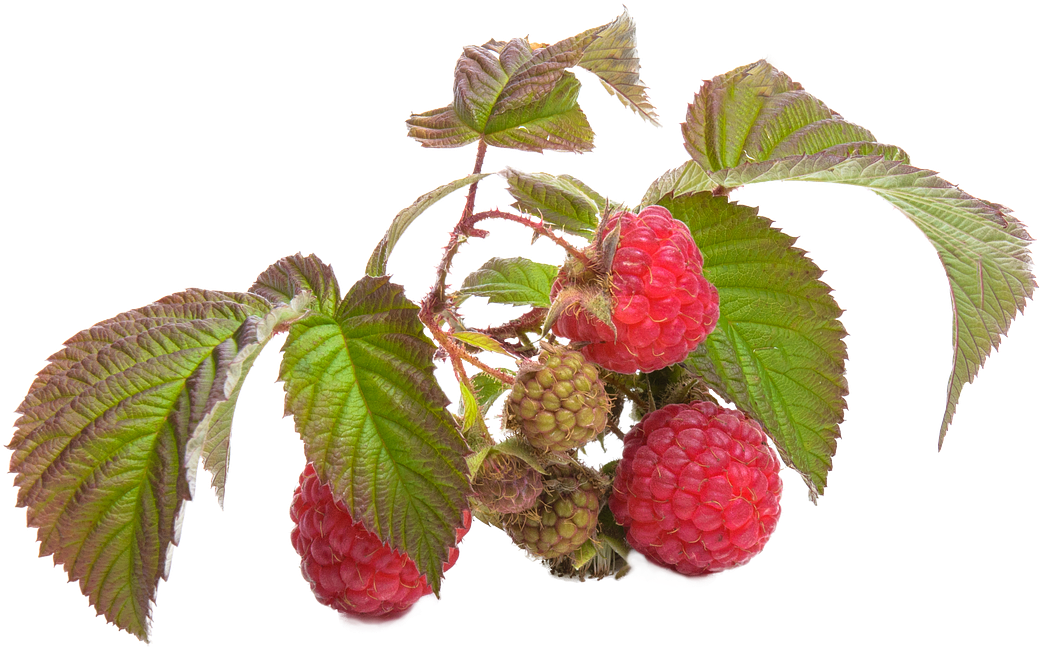 Fresh Raspberrieson Branch.png PNG image