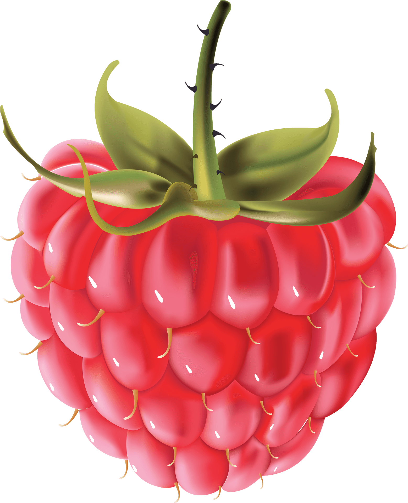 Fresh Raspberry Illustration PNG image