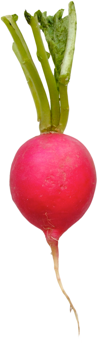 Fresh Red Radish Isolated.png PNG image