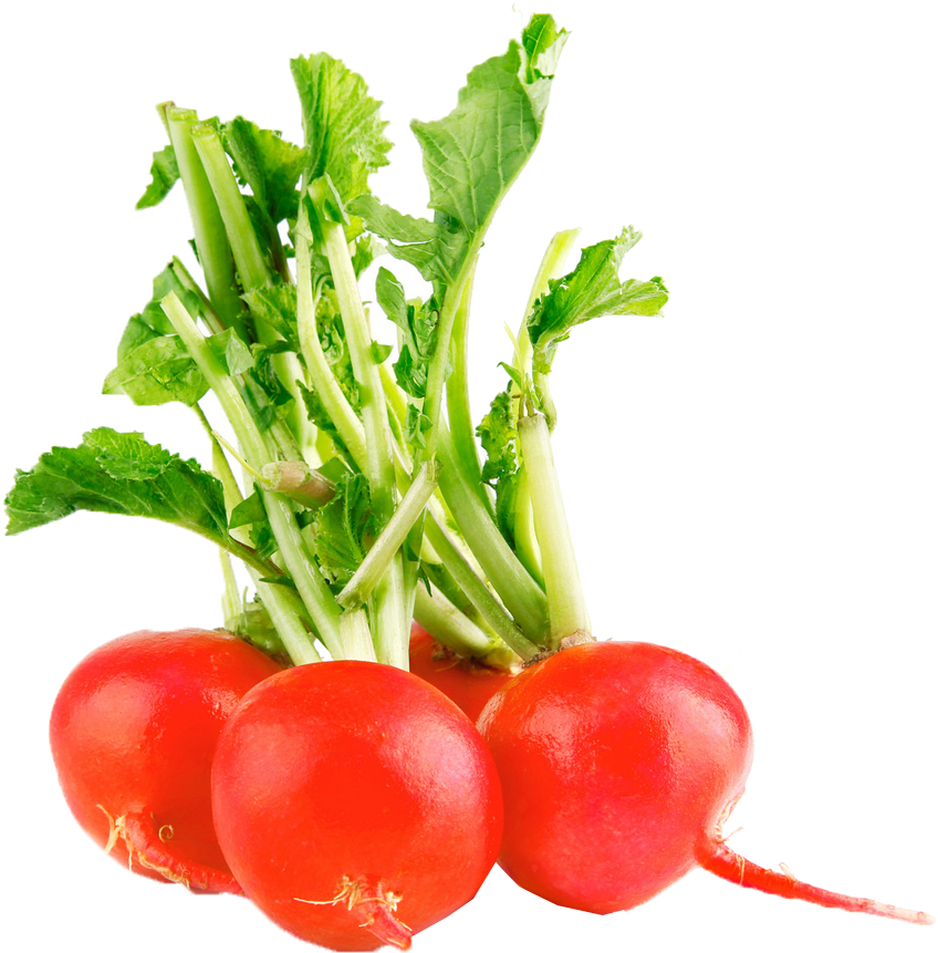 Fresh Red Radishes PNG image