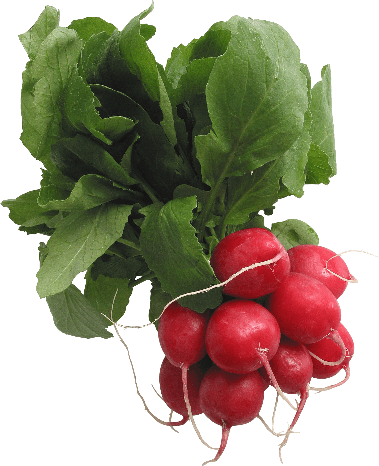 Fresh Red Radishes Bunch.png PNG image