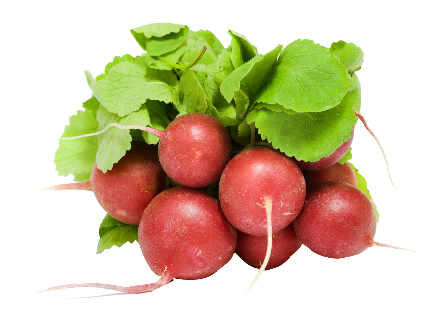 Fresh Red Radishes Bunch PNG image