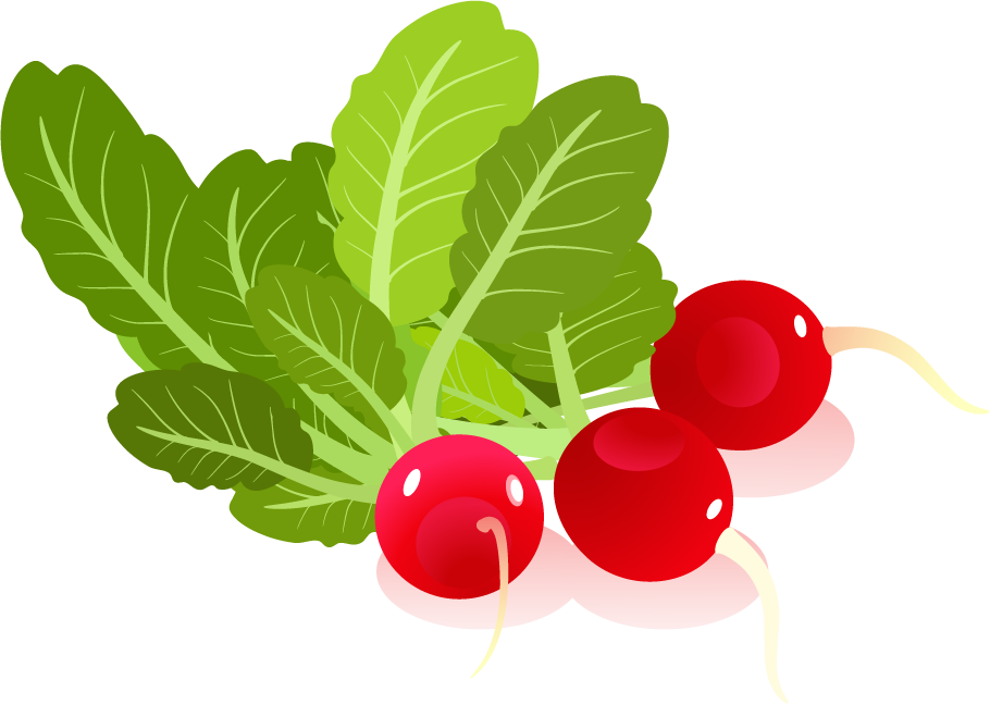 Fresh Red Radishes Illustration PNG image