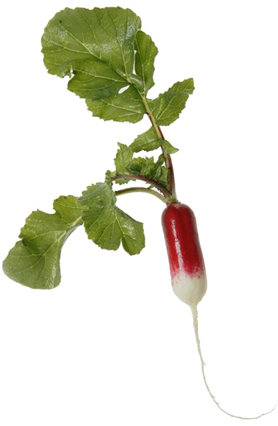 Fresh Red White Radishwith Leaves.png PNG image