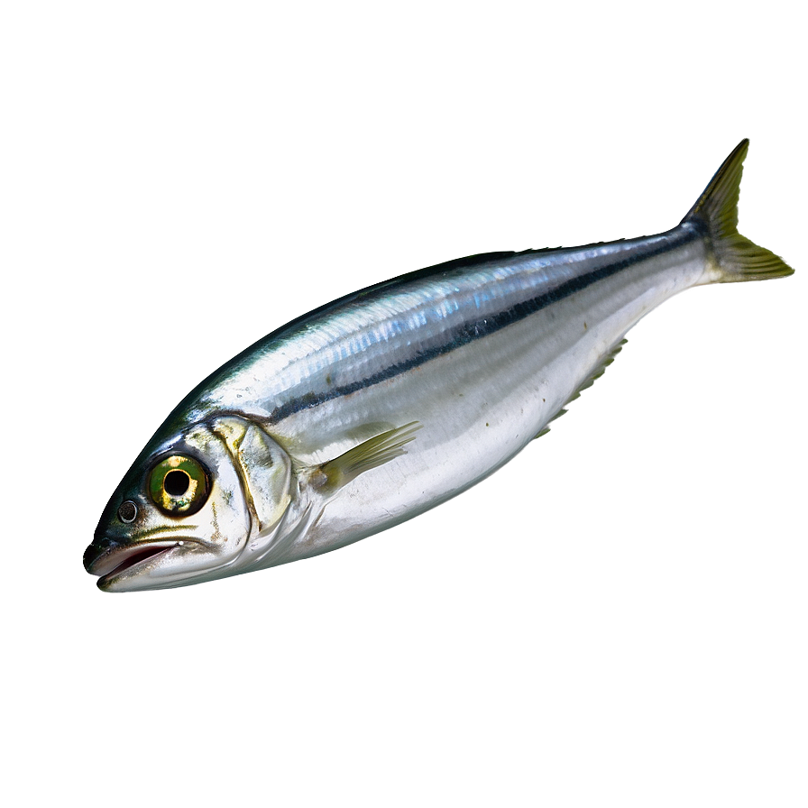 Fresh Sardine Png 06292024 PNG image