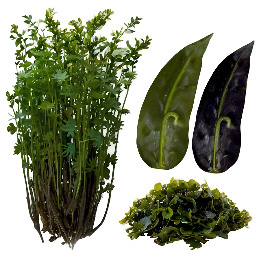 Fresh Seaweed Png Dxg18 PNG image