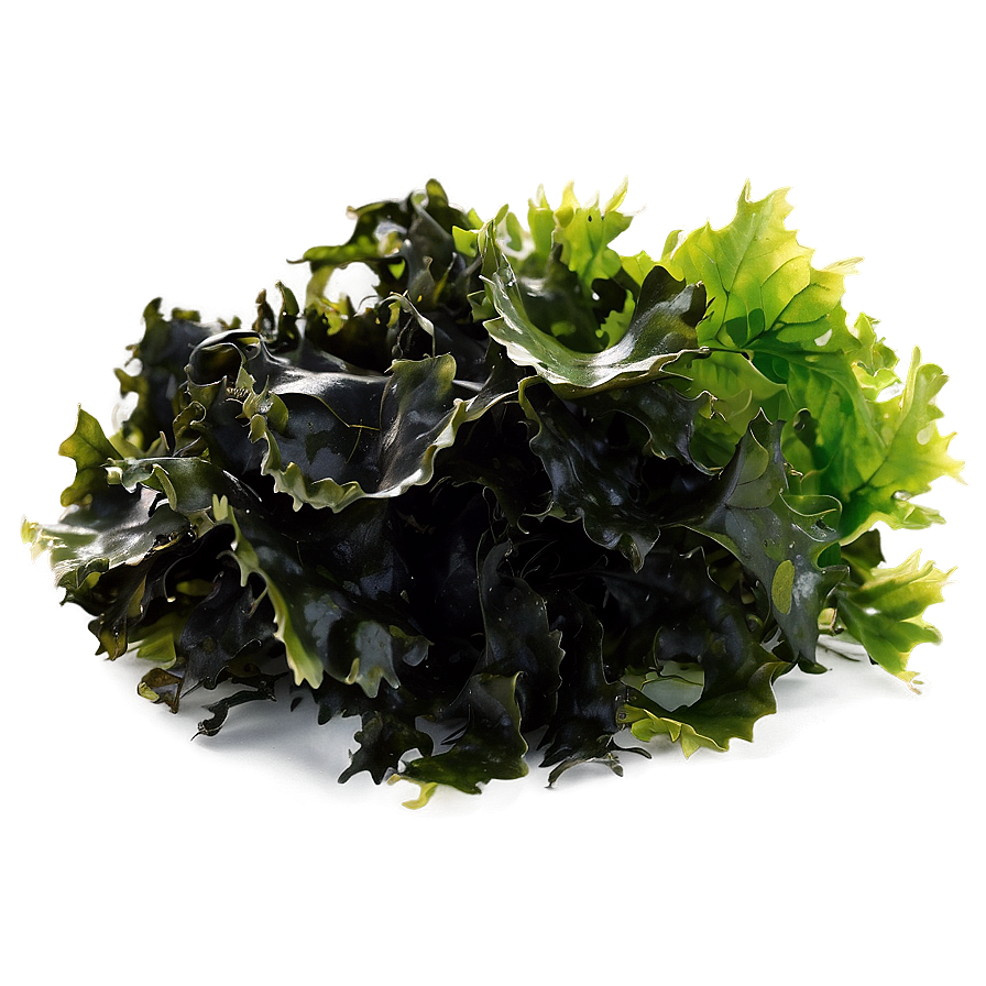 Fresh Seaweed Png Vng51 PNG image