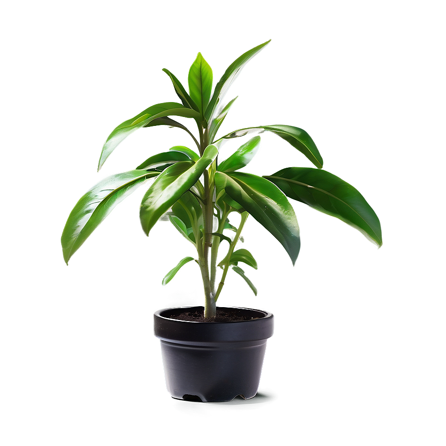 Fresh Small Plant Png 06132024 PNG image