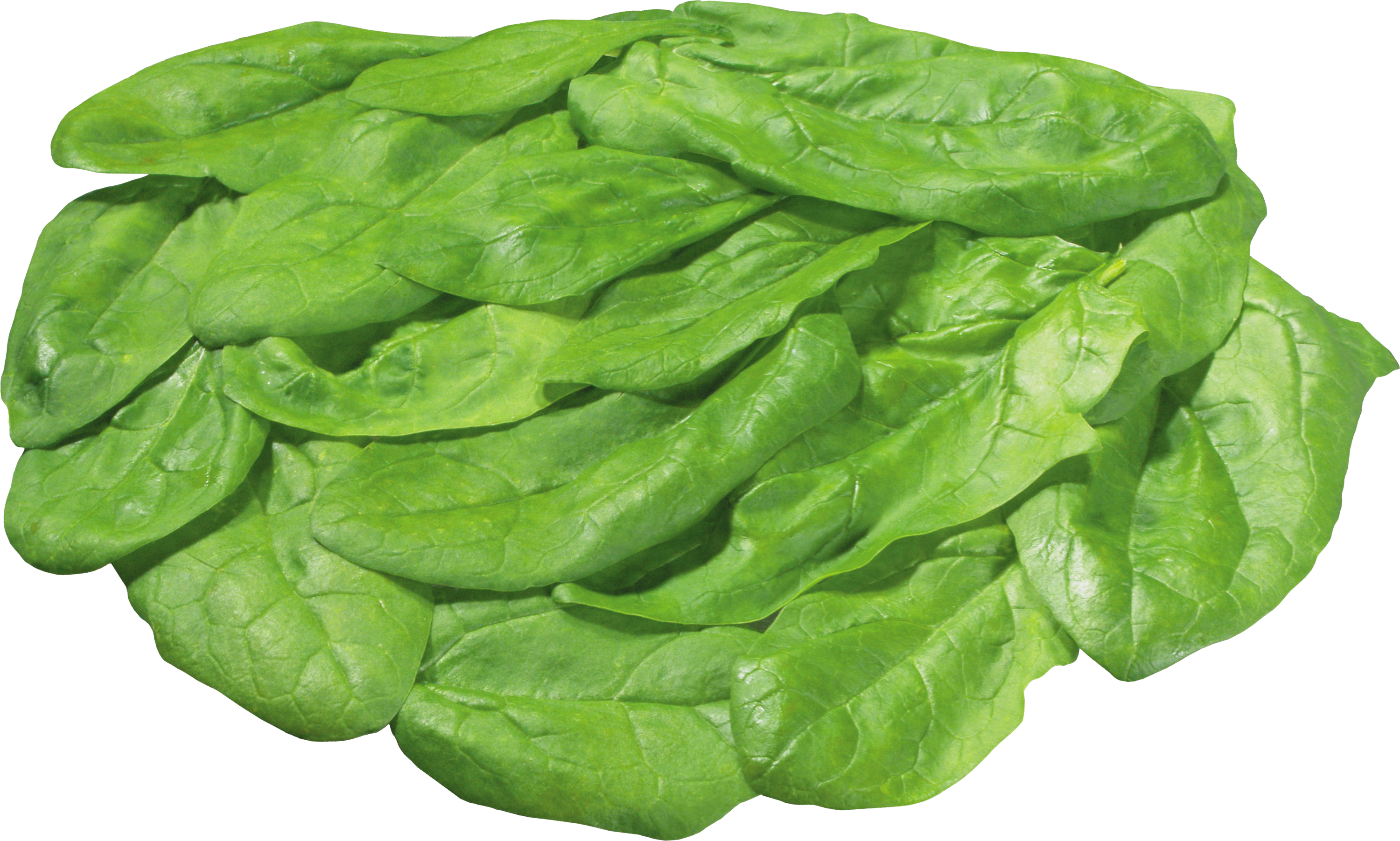 Fresh Spinach Leaves Isolated PNG image