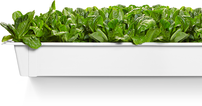 Fresh Spinach Leavesin Planter PNG image