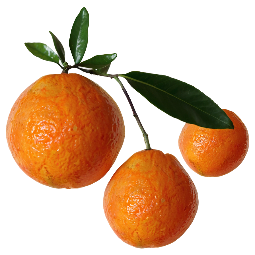 Fresh Tangerine Png 06122024 PNG image