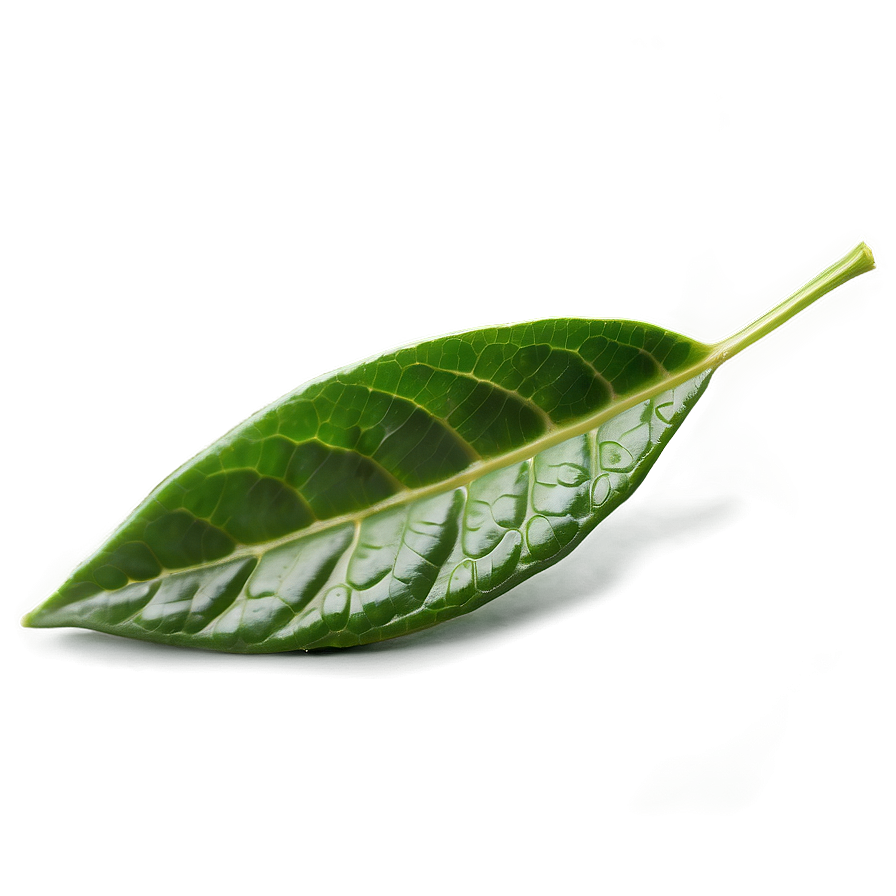 Fresh Tea Leaf Png 06262024 PNG image