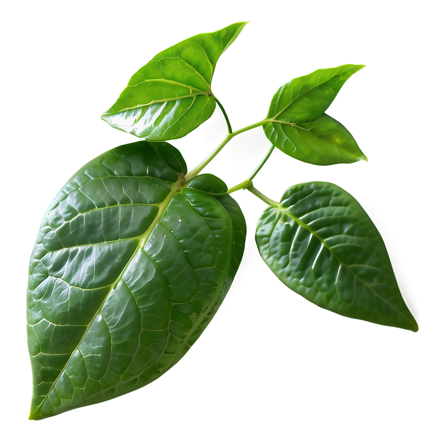 Fresh Tea Leaf Png 06262024 PNG image