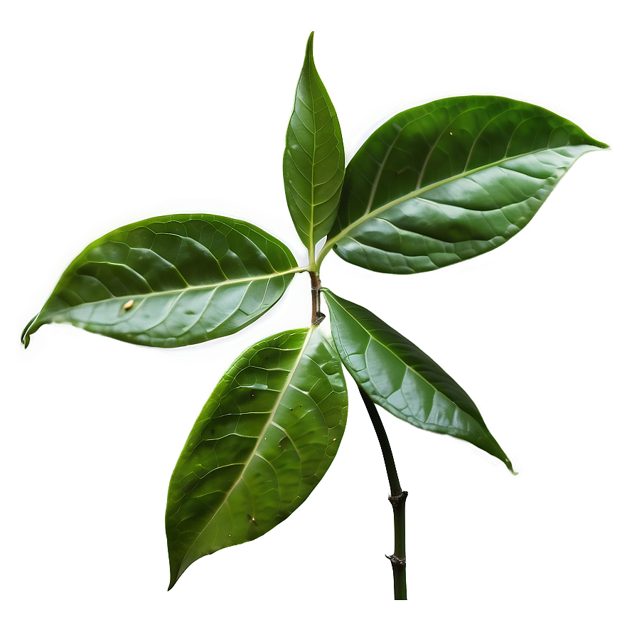 Fresh Tea Leaf Png 06262024 PNG image