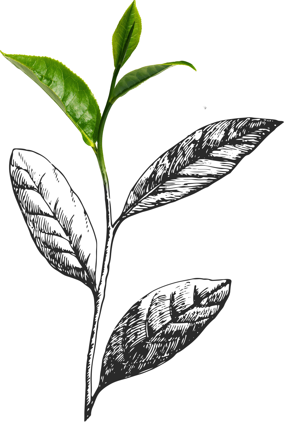Fresh Tea Leaves Illustration PNG image