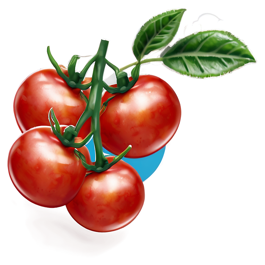 Fresh Tomato Plant Png 06212024 PNG image