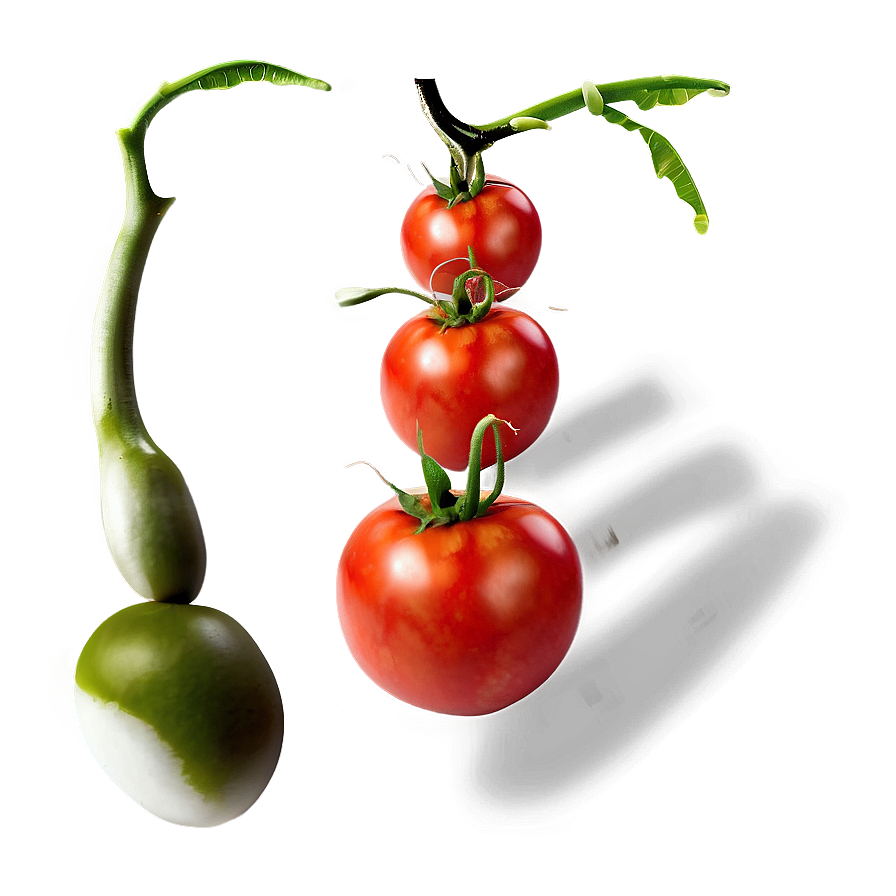 Fresh Tomatoes Png 88 PNG image