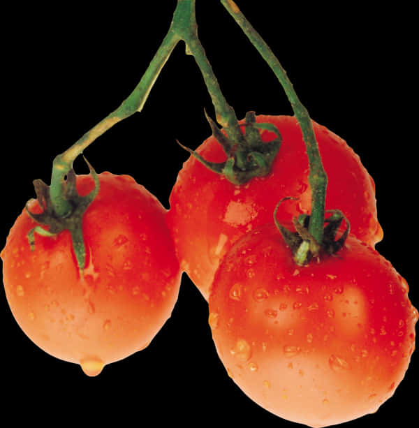 Fresh Tomatoeson Vine PNG image