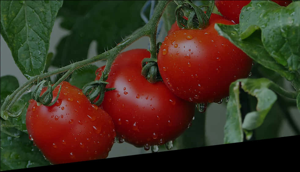 Fresh Tomatoeson Vinewith Water Droplets PNG image