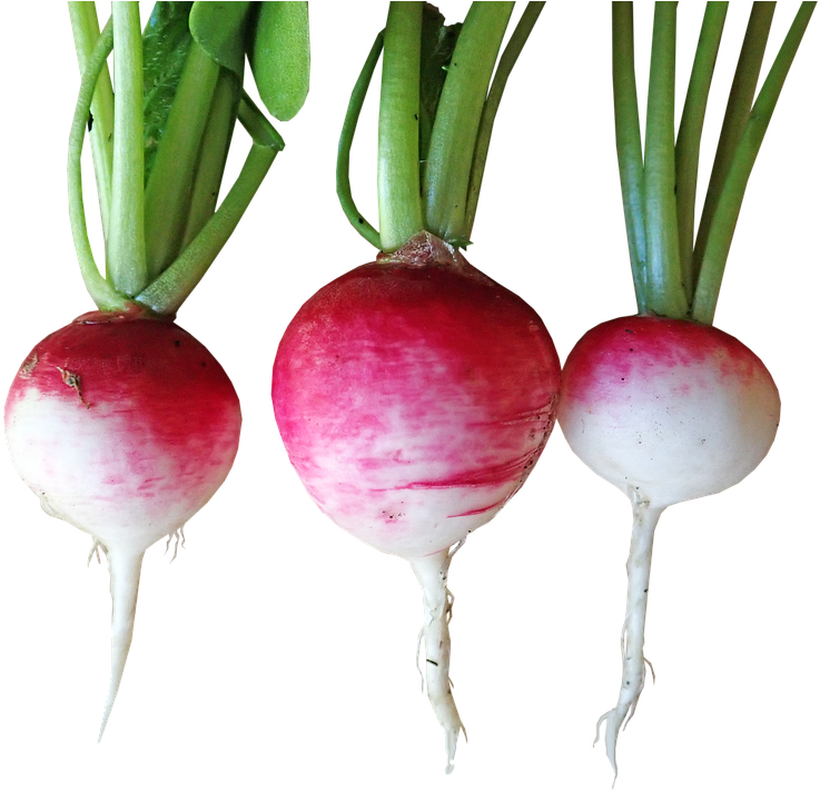 Fresh Turnips Isolatedon Background PNG image