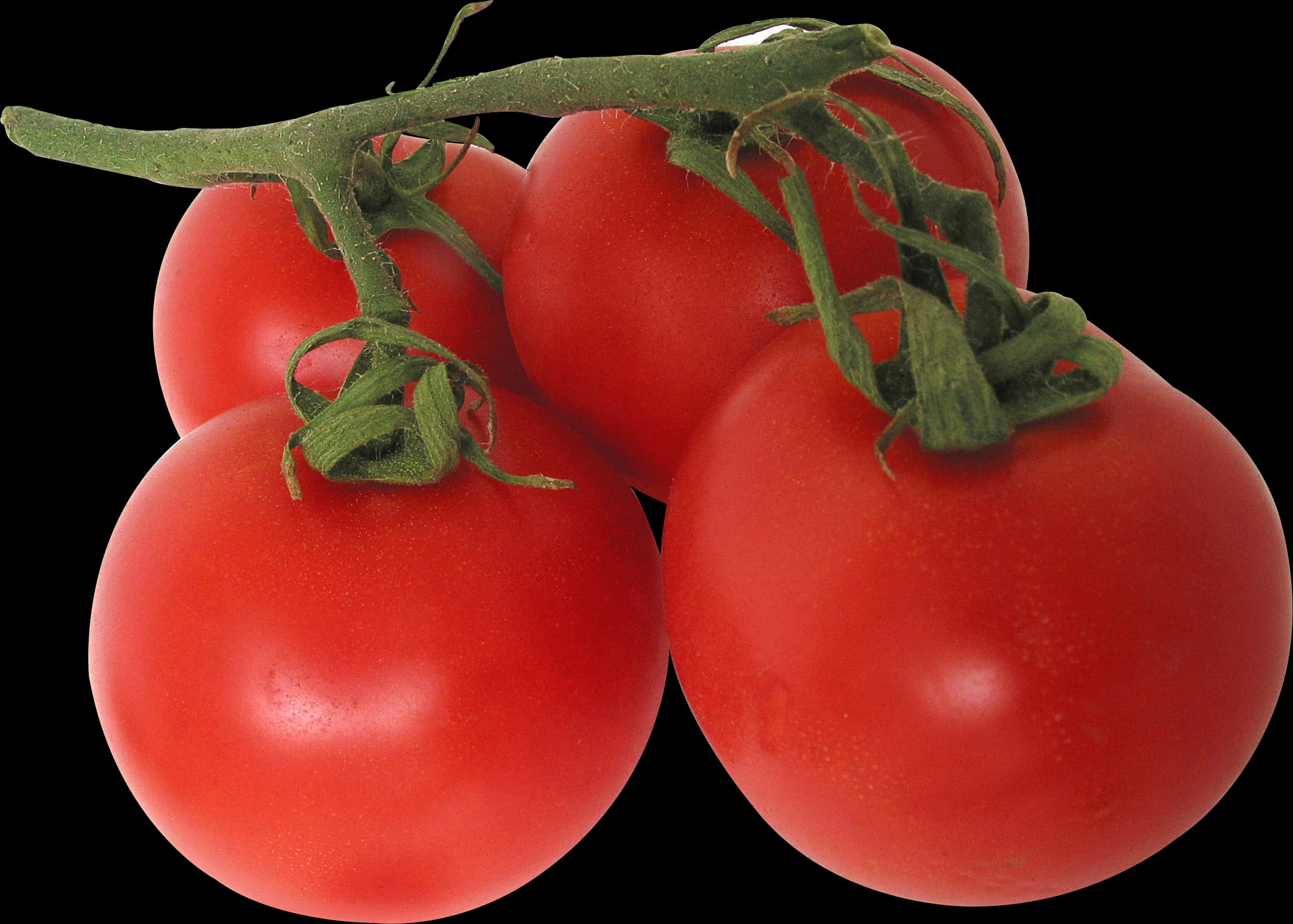 Fresh Vine Tomatoes Black Background PNG image