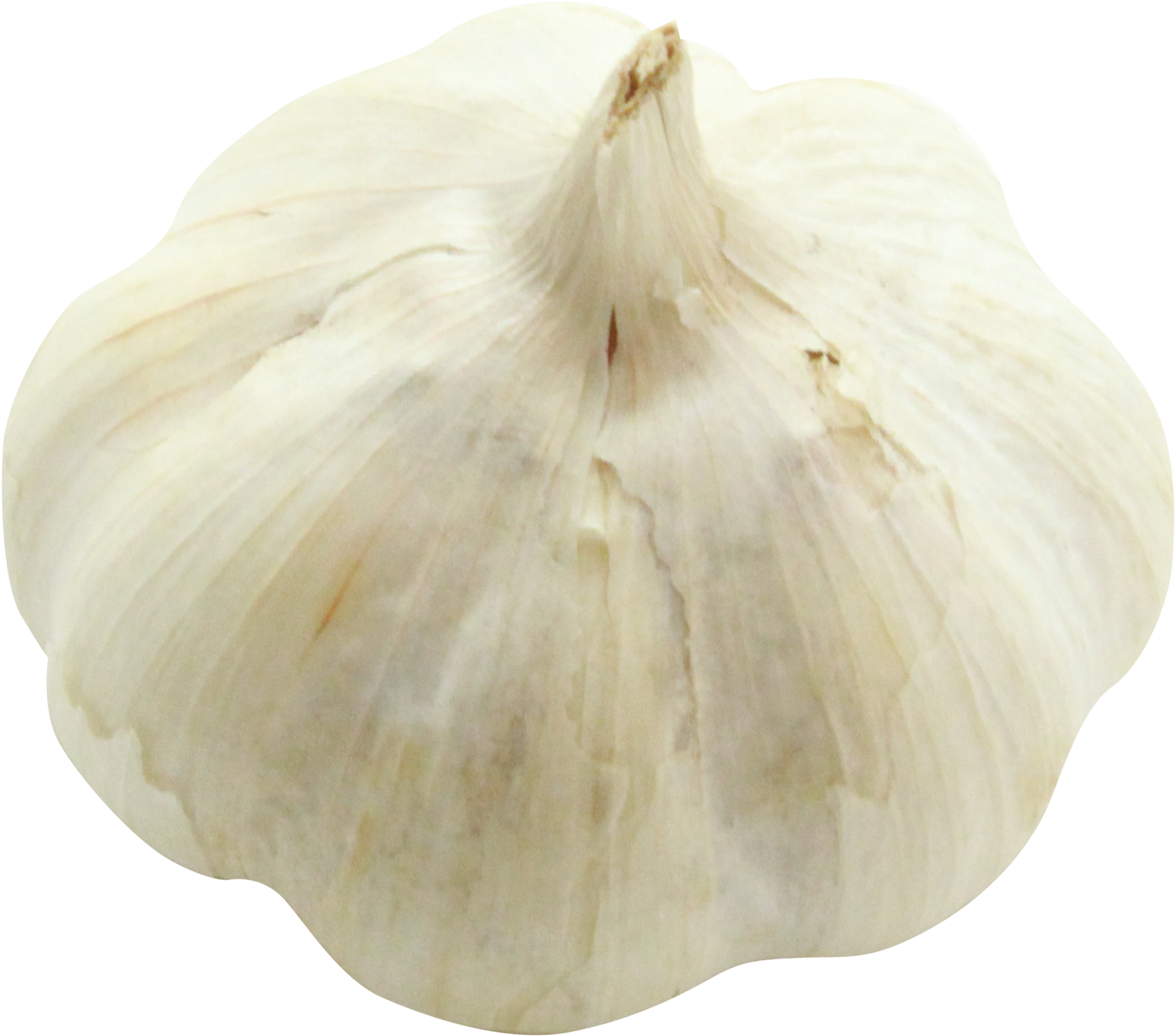Fresh Whole Garlic Bulb PNG image