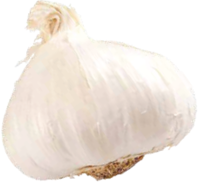Fresh Whole Garlic Bulb PNG image