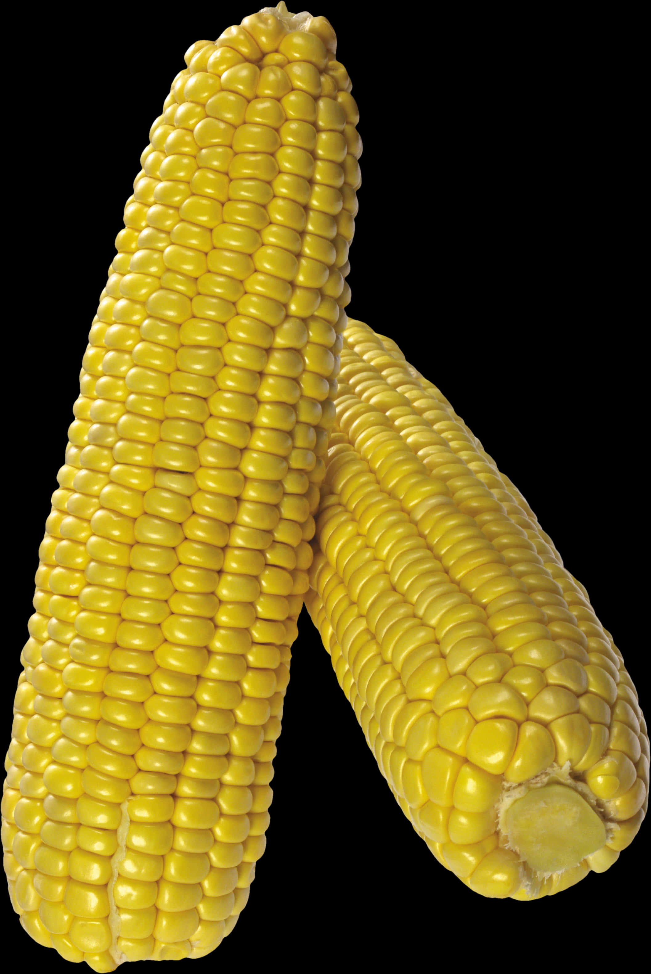 Fresh Yellow Corn Cobs PNG image