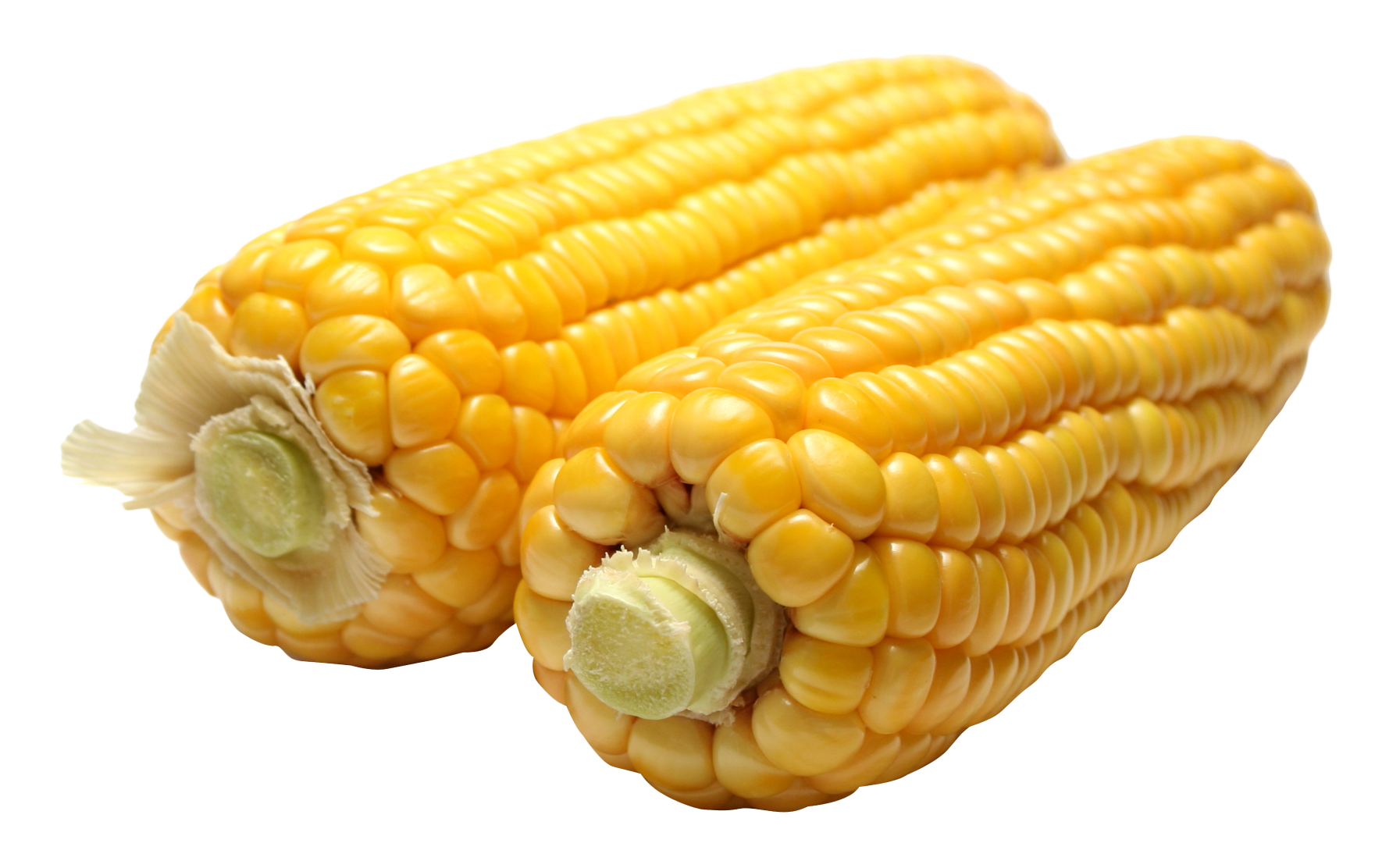 Fresh Yellow Corn Cobs PNG image