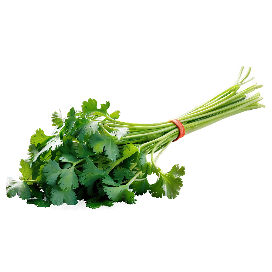 Freshly Picked Cilantro Png Dxv PNG image