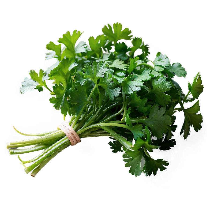 Freshly Picked Cilantro Png Qbu PNG image