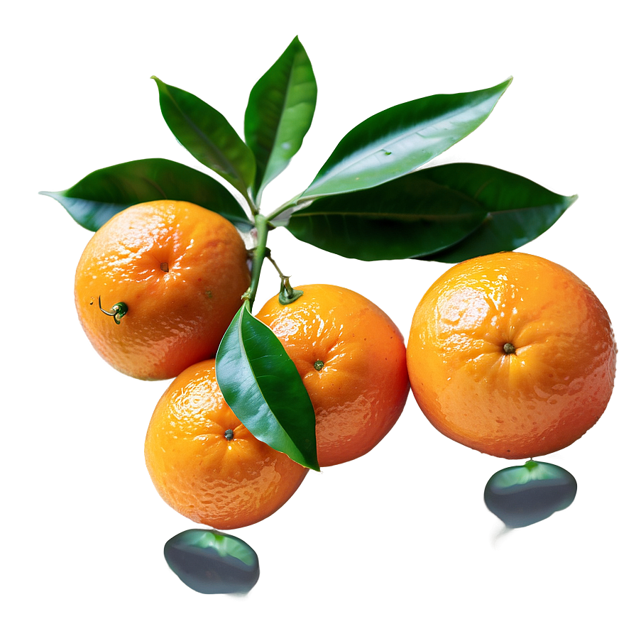 Freshly Picked Organic Oranges Png 40 PNG image