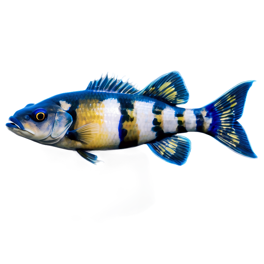 Freshwater Fish Png Yco35 PNG image