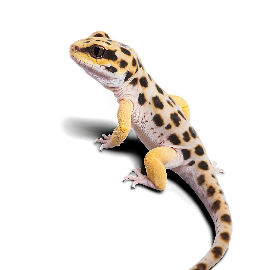 Friendly Leopard Gecko Png Njv PNG image