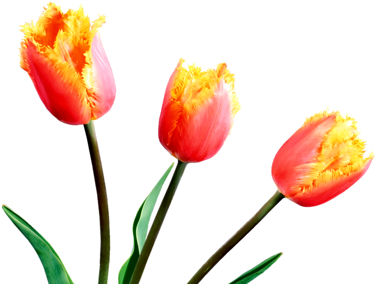 Fringed Orange Tulips PNG image